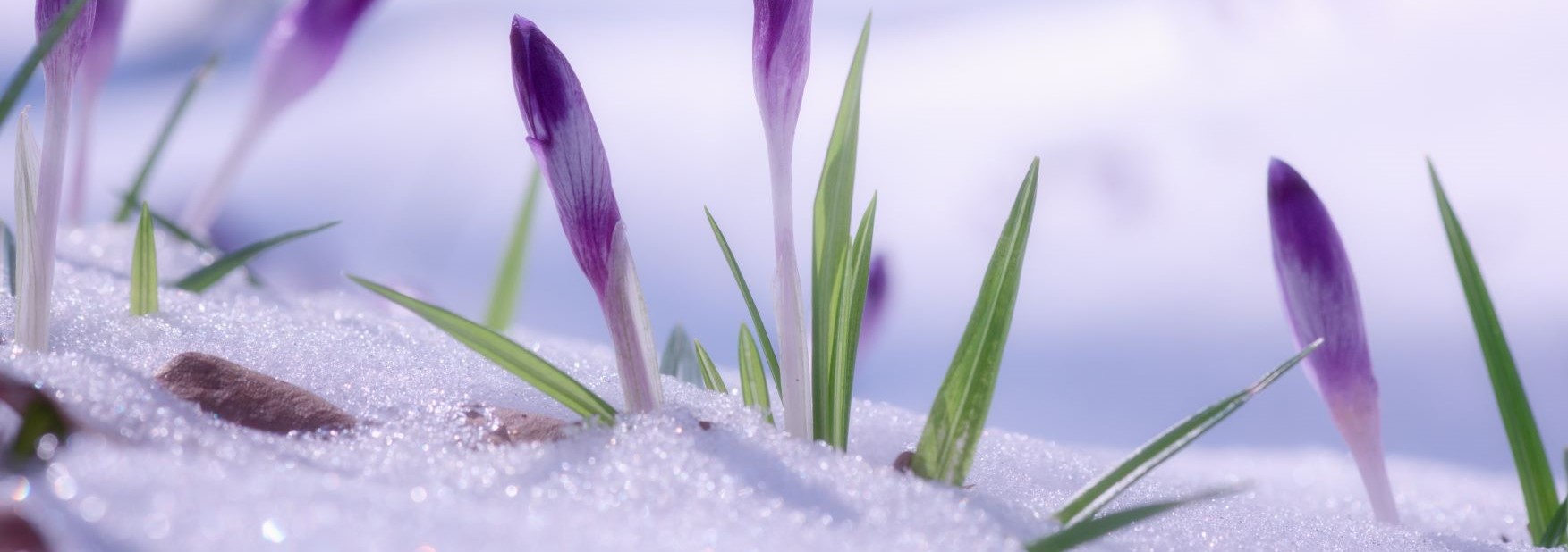 crocussen in de sneeuw